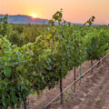 Willcox Wine Tour from Tucson : LOWEST PRICE!