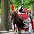 Central Park Horses Extended Tour : REG $249 ... NOW $209 PER CARRIAGE
