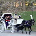 Central Park Horses Nostalgic Tour : REG $199 ... NOW $159 PER CARRIAGE