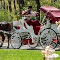 Central Park Horses Small Loop Tour : ONLY $69 PER CARRIAGE