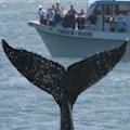 Whale Watching Cruise : LOWEST PRICE!