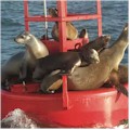 San Diego: 2-Hour Harbor Cruise & Sea Lion Adventure SAVE 10% OR MORE!
