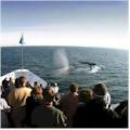 Whale & Dolphin Watching Adventure : SAVE 10% OR MORE!