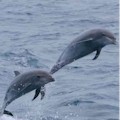 Dolphin Adventure Cruise Aboard The Hurricane II : SAVE UP TO 10%