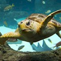 The Florida Aquarium : FREE ENTRY WITH CityPASS