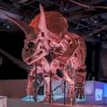 Houston Museum of Natural Science : SAVE 10% OR MORE!