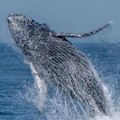 Whale Watching Cruise : LOWEST PRICE!