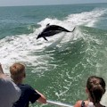 Dolphin Cruise on the Sea Racer : SAVE UP TO 10%