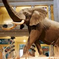 Smithsonian National Museum of Natural History Tour : LOWEST PRICE!