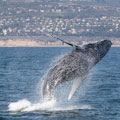 Newport Landing Whale Watching : SAVE OVER 50%
