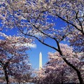 Cherry Blossoms Tour : SAVE 10% ... FROM $44.10