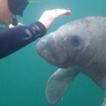 Swim with the Manatees : SAVE UP TO $75