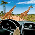 Drive-Thru Safari Park at Wild Florida : SAVE UP TO 35% ... FROM $22.36