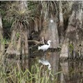 Mangrove Wilderness Boat Tour (Everglades City) : SAVE 10%