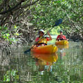 Mangroves Kayak Eco Tour with Kayak Excursrions