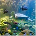 New England Aquarium : SAVE 10% OR MORE!