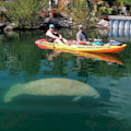 Mangroves & Manatees Eco-Tour (Kayak or Paddleboard) : FROM $25.12
