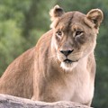 San Diego Zoo Safari Park : SAVE 5% OR MORE!