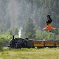 Soaring Tree Top Zipline & Durango Train Adventure