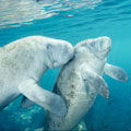 Swim with the Manatees at Crystal River : SAVE 12% & PAY NO BOOKING FEES!