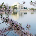 Cherry Blossom by Bike : SAVE 20% ... FROM $31.20