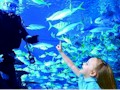 Houston Downtown Aquarium : FREE ENTRY WITH CityPASS