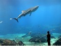 Georgia Aquarium : FREE ENTRY WITH CityPASS