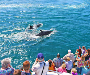 Newport Landing Whale Watching Discount Tickets