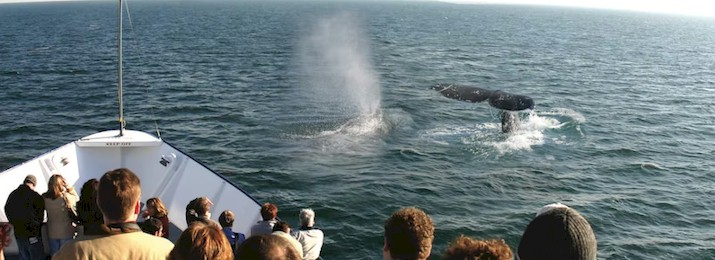 3.5 hour Whale & Dolphin Watching Adventure : SAVE 10% OR MORE!