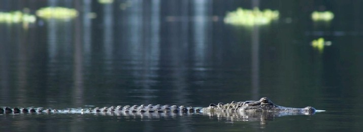 Fountain of Youth Boat Tour at De Leon Springs State Park. Save 10%