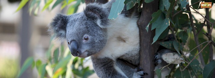 WILD LIFE Sydney Zoo. Save up to 50%