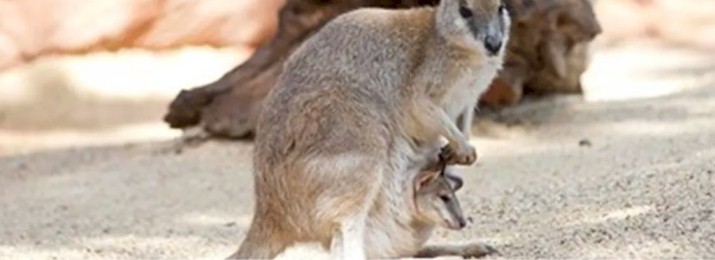 WILD LIFE Sydney Zoo. Save up to 50%