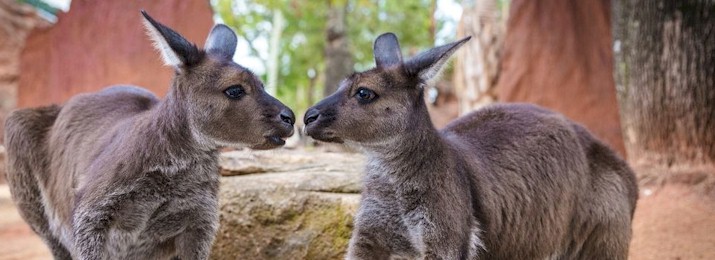 WILD LIFE Sydney Zoo. Save up to 50%