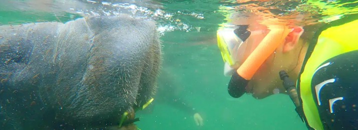 Swim with the Manatees. Save up to $75 with Coupon Code