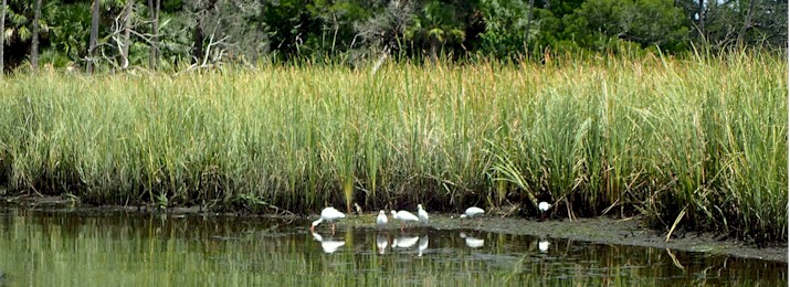 Crystal River Sightseeing Cruise. Save 10% with Coupon Code