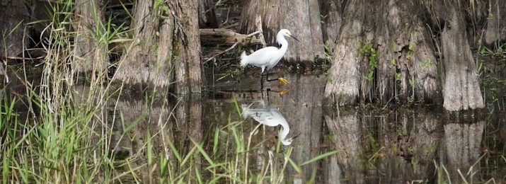 Mangrove Wilderness Boat Tour in Everglades City. Save 10%