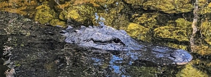 Mangrove Wilderness Boat Tour in Everglades City. Save 10%