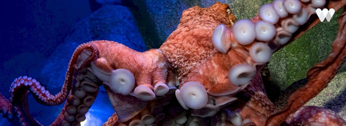 New York Aquarium Discount Tickets. Save 15%